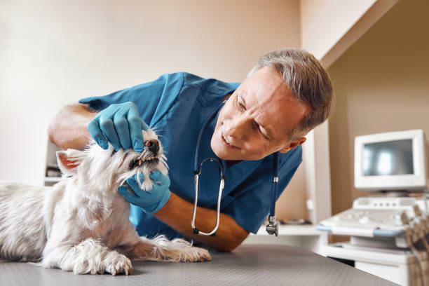 Best Same-Day Emergency Dental Services in Palmetto Estates, FL